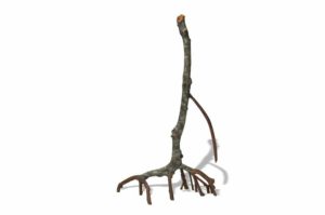 RockZolid Mangrove E