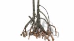 RockZolid Mangrove G