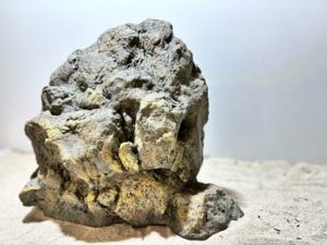 Raja Ampat Stone 7 – Bild 6